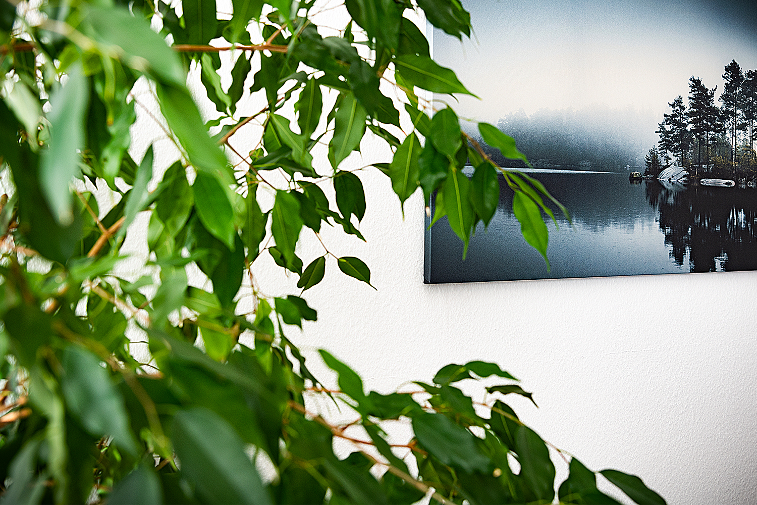 Nahaufnahme Pflanze Wartezimmer